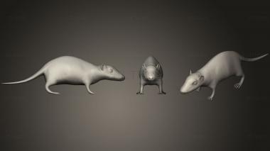 3D model Brown Rat (STL)